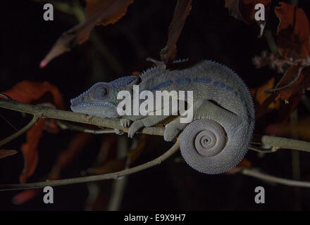 Chameleon di notte in montagne d'ambre parco nazionale del Madagascar Foto Stock