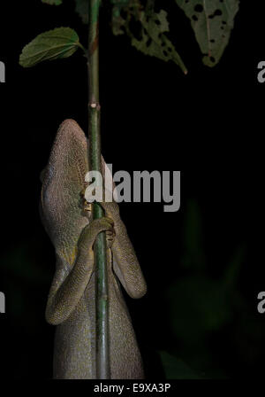 Dettaglio del camaleonte di notte in montagne d'ambre parco nazionale del Madagascar Foto Stock