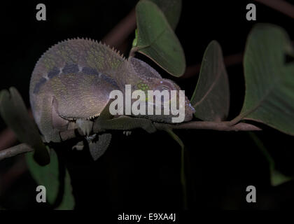 Chameleon di notte in montagne d'ambre parco nazionale del Madagascar Foto Stock