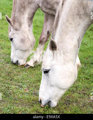 Close up foto di cavalli pascolano in erba. Foto Stock