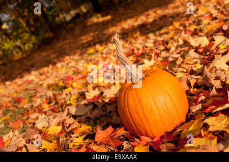 Una piccola zucca arancione in primo piano tra un prato di caduto foglie di autunno. Foto Stock