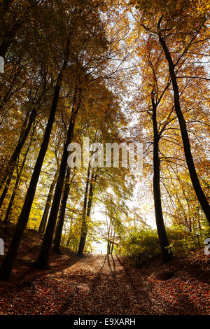 Misterioso autunno paesaggio forestale. Foto Stock