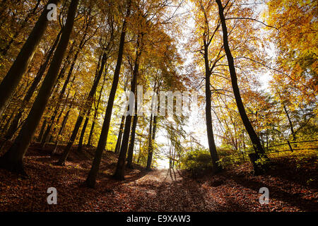 Autunno misterioso paesaggio forestale. Foto Stock