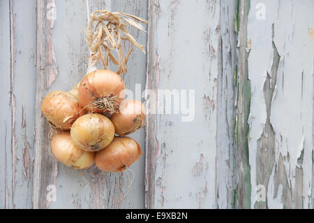 Verdure. Un mazzetto di cipolle (Allium cepa) legati insieme con una corda, appeso contro una parete spiovente di pannelli in legno con pareti scrostate. In Inghilterra. Foto Stock