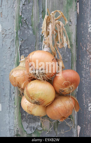 Verdure. Un mazzetto di cipolle (Allium cepa) legati insieme con una corda, appeso contro una parete spiovente di pannelli in legno con pareti scrostate. In Inghilterra. Foto Stock