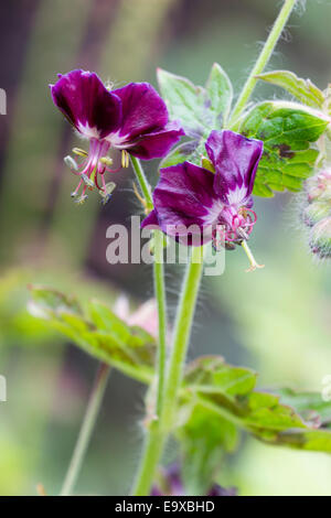 Geranio phaeum 'Samobor' in un giardino privato a Plymouth, Regno Unito Foto Stock
