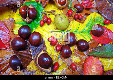 Fall colors abstract Foto Stock