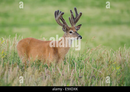 Wyoming culbianco buck con corna in velluto Foto Stock