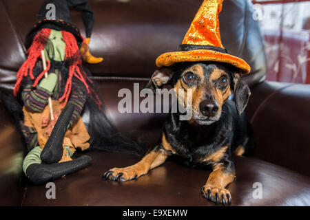 Cute cane su Halloween Foto Stock