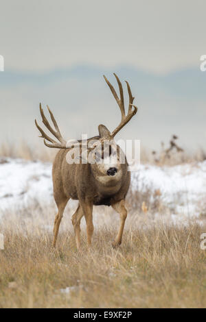 Mule Deer buck durante l'autunno rut Foto Stock