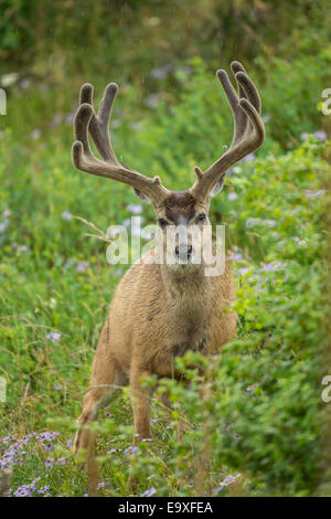 Mule Deer buck durante l'estate nel Montana Foto Stock