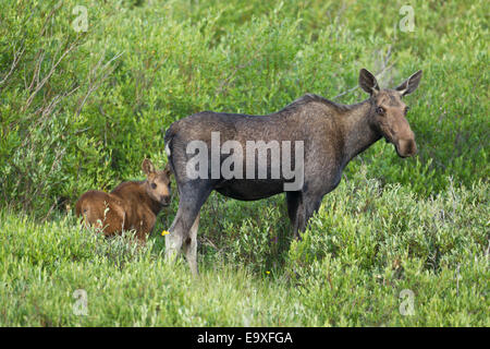 Shira alci della mucca con vitello neonato in Wyoming Foto Stock