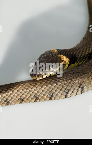 Biscia dal collare (Natrix natrix helvetica). Femmina adulta. Distintivo giallo collare nascosto dalla piegatura del corpo. Foto Stock