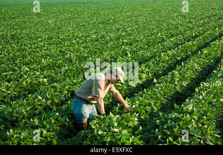 Agricoltura - un consulente di raccolto esamina una metà della crescita di raccolto di soia a metà-fine cialda set stage / Arkansas, Stati Uniti d'America. Foto Stock