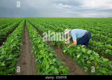 Agricoltura - un consulente di raccolto ispeziona una crescita media del raccolto di soia al pod fase di impostazione / Arkansas, Stati Uniti d'America. Foto Stock