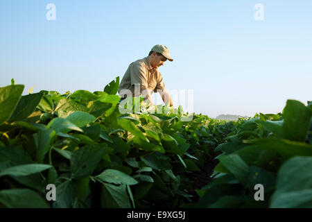 Agricoltura - un consulente di raccolto esamina una metà della crescita di raccolto di soia a metà-fine cialda set stage / Arkansas, Stati Uniti d'America. Foto Stock