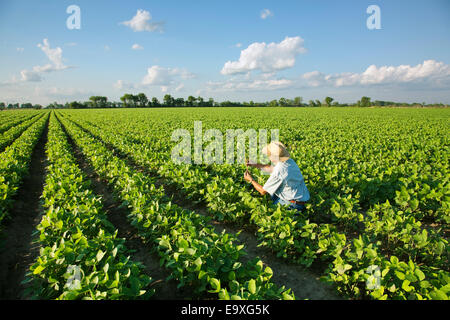 Agricoltura - un consulente di raccolto ispeziona una crescita media del raccolto di soia / vicino a Jonesboro, Arkansas, Stati Uniti d'America. Foto Stock