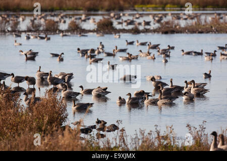 Rosa-footed oche (Anser brachyrhynchus). A riposo o oziare su ed intorno ad una piscina di acqua dolce. WWT, Martin semplice. Burscough, Lancs Foto Stock
