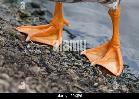 Bianco-fronteggiata Goose (Anser albifrons). Close-up di piedi, che mostra il nastro e il colore; l'intensità di pigmentazione. Foto Stock