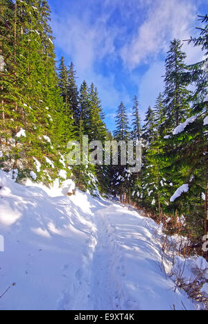 La neve su un sentiero di bosco in montagna Ceahlau. Foto Stock