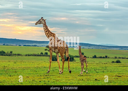 Una madre giraffa con il suo bambino. Il Masai Mara riserva nazionale del Kenya. Foto Stock