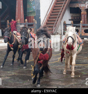 Divinità Cavalli, Trongsa distretto, Trongsa Dzong Foto Stock