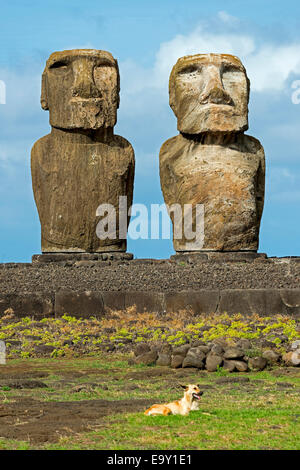 Moai, Rano Raraku, Isola di Pasqua, Cile Foto Stock