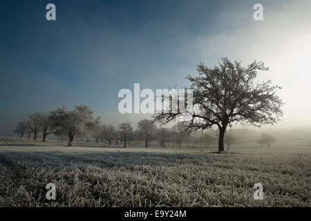 Trasformata per forte gradiente frost ricoperto di erba e alberi di mele su una mattinata nebbiosa, Baden-Württemberg, Germania Foto Stock