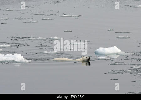 Orso polare (Ursus maritimus) nuoto in mezzo la banchisa, isola Spitsbergen, arcipelago delle Svalbard Isole Svalbard e Jan Mayen, Norvegia Foto Stock
