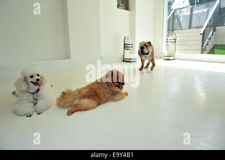 Singapore. 4 Novembre, 2014. I cani godono l'aria condizionata in sala giochi del lussuoso hotel per animali domestici a Singapore il Dempsey Hill su nov. 4, 2014. L'anteprima media di Singapore il primo luxury hotel per animali si è svolta martedì. In questo hotel gli animali domestici possono godere non solo la royal suite, ma anche spa, parrucchiere, piscina e servizio di limousine. Credito: Quindi Chih Wey/Xinhua/Alamy Live News Foto Stock