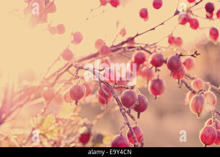 Uva Spina boccola con bacche mature (SHALLOW DOF). Per una foto a colori di tonificazione è applicato Foto Stock