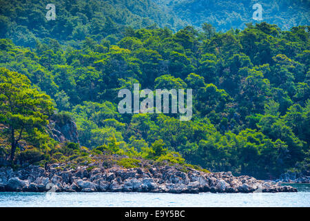 Fitta foresta di conifere su un litorale roccioso Foto Stock