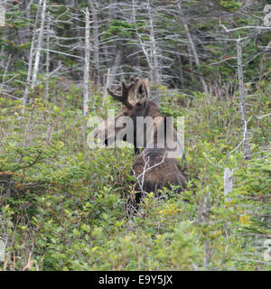 Alci (Alces alces) in piedi in una foresta, Parco Nazionale Gros Morne, Terranova e Labrador, Canada Foto Stock