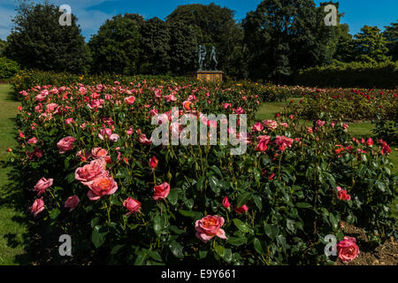 Le rose rosa e il Piper Alpha Memorial in Hazlehead Park. Foto Stock