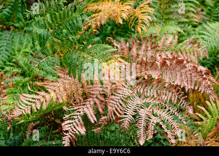 Un attraente disposizione delle felci fellside vicino a Elterwater, Lake District, Cumbria, Inghilterra Foto Stock