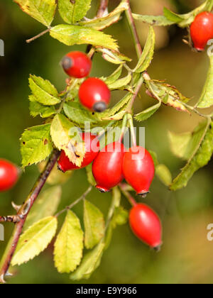 Cinorroidi appeso nella luce del sole autunnale, nello Yorkshire, Inghilterra Foto Stock