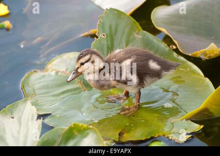 Mallard anatroccolo appollaiato su un giglio di acqua pad Foto Stock