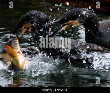 Il Fiume Lijiang in Guilin cormorano Foto Stock