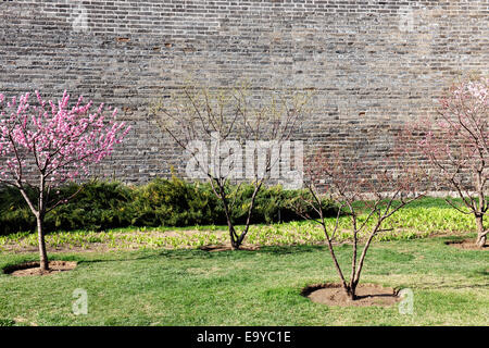 Pechino Ming parete città rovine Park peach Foto Stock