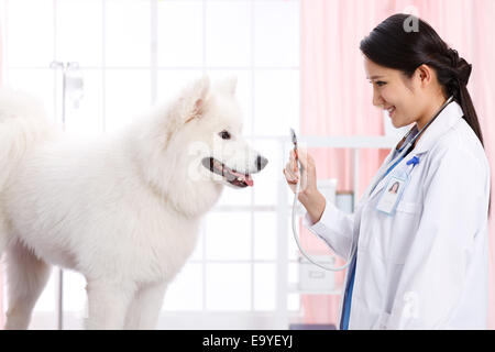 Giovani donne veterinario con un cane Foto Stock