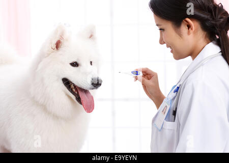 Giovani donne veterinario con un cane Foto Stock