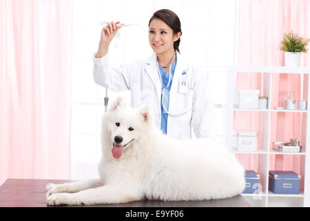 Giovani donne veterinario con un cane Foto Stock