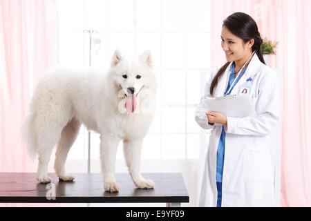 Giovani donne veterinario con un cane Foto Stock