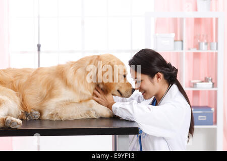 Giovani donne veterinario con un cane Foto Stock