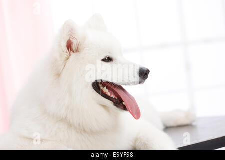 Ritratto del cane Foto Stock