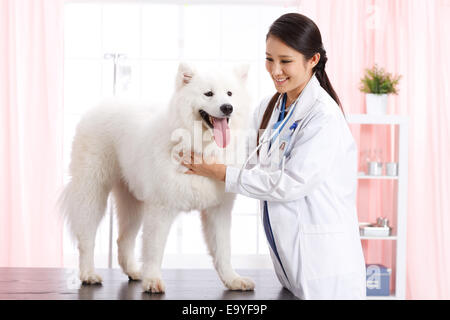 Giovani donne veterinario con un cane Foto Stock