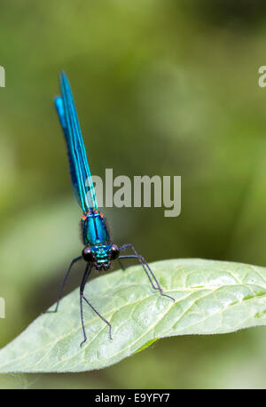 Nastrare demoiselle (Calopteryx splendens) arroccato su una foglia Foto Stock