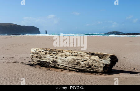 Accedere lavato fino sulla spiaggia di Sandwood Bay con il Seastack Am Buachaille dietro, Sutherland Scotland Regno Unito Foto Stock