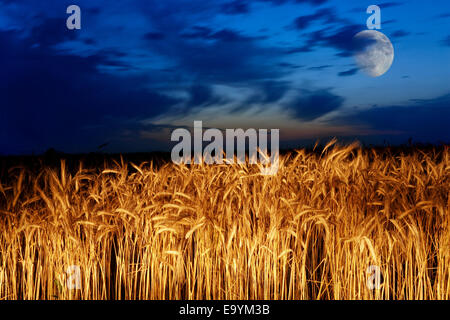 Luna oltre il campo di grano Foto Stock