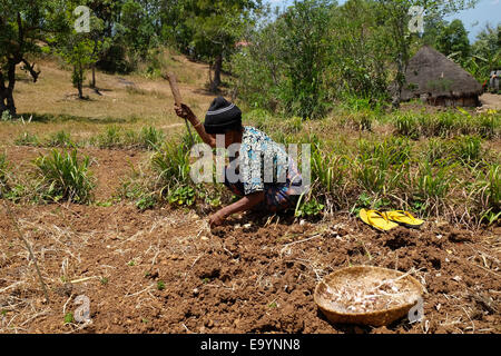 Yuliana Fuka lavora sul suo terreno agricolo asciutto nel villaggio di Fatumnasi vicino al Monte Mutis, Timor centro-meridionale, Indonesia. Foto Stock